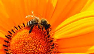 World Bee Day 2026 and Growing Concerns Over Declining Bee Populations